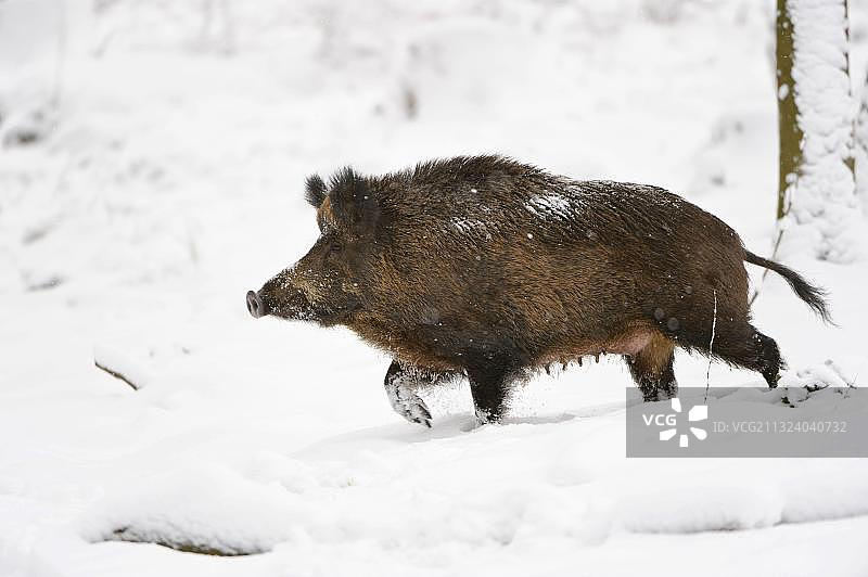 野猪，侧身图片素材
