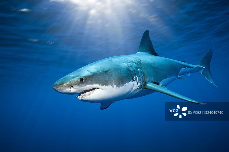 墨西哥瓜达卢佩岛的大白鲨图片素材