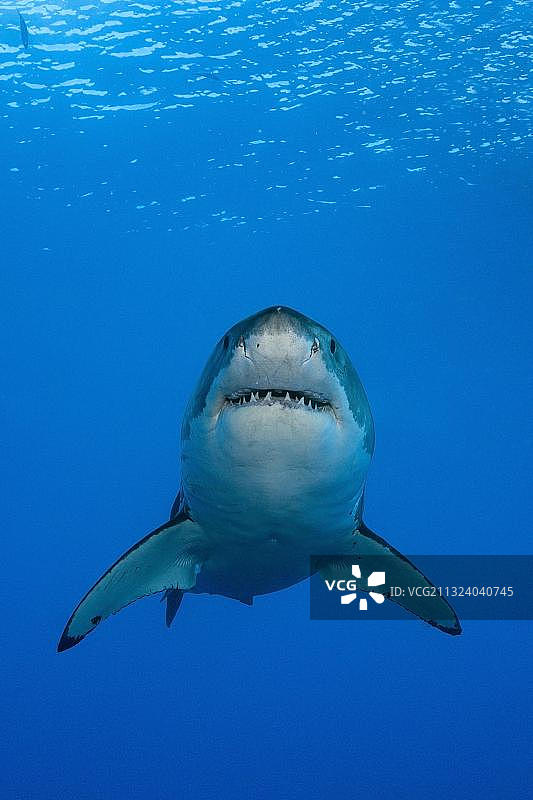 墨西哥瓜达卢佩岛的大白鲨图片素材