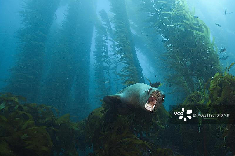 加州海狮，位于墨西哥圣贝尼托岛海带森林，中美洲图片素材