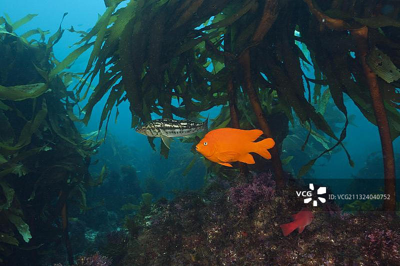 墨西哥圣贝尼托岛海带森林中的加里波第鱼图片素材