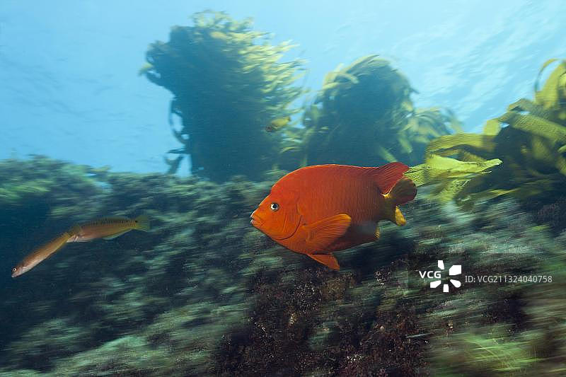 墨西哥圣贝尼托岛海带森林中的加里波第鱼图片素材