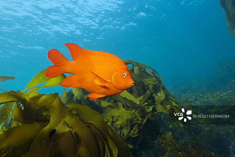 墨西哥圣贝尼托岛海带森林中的加里波第鱼图片素材