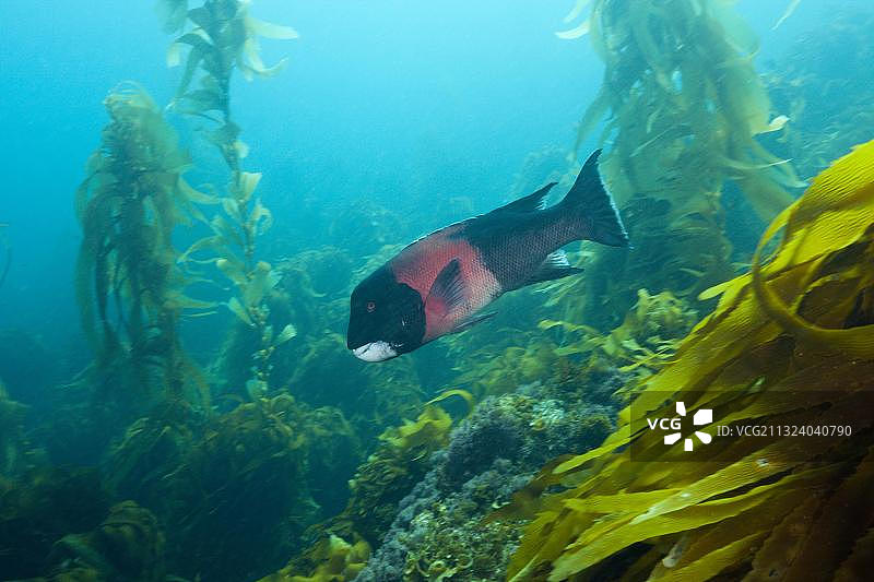 加州猪鱼，中美洲墨西哥圣贝尼托岛图片素材