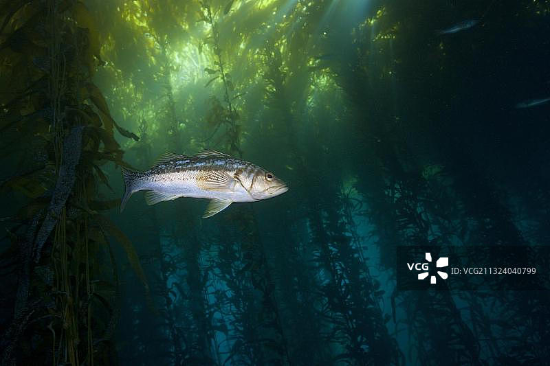 墨西哥塞德罗斯岛海带森林中的海鲈图片素材