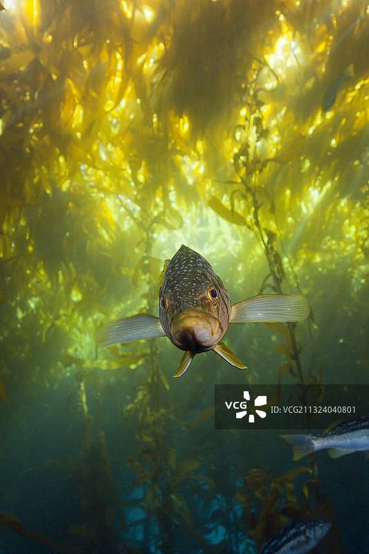 墨西哥塞德罗斯岛海带森林中的海鲈图片素材