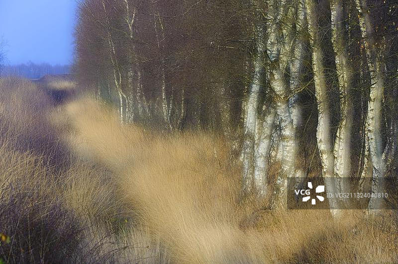 德国下萨克森的沼泽景观图片素材