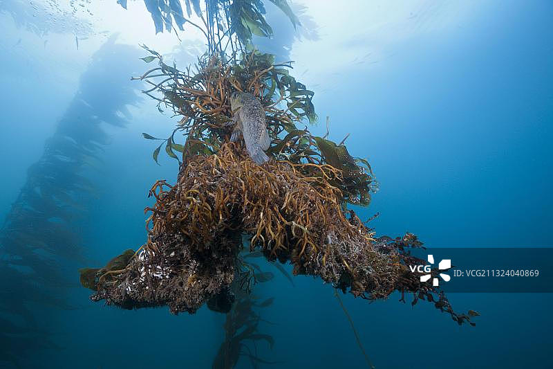巨藻（Macrocystis pyrifera）的根，圣贝尼托岛，墨西哥，中美洲图片素材