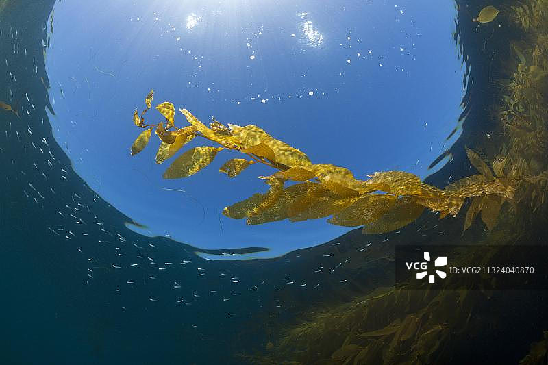 墨西哥圣贝尼托岛巨藻林图片素材