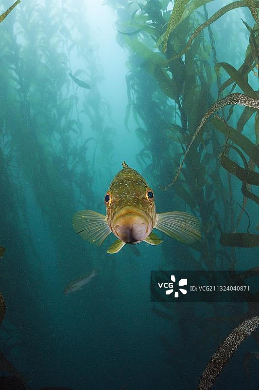 墨西哥圣贝尼托岛海带森林中的海带鲈鱼图片素材