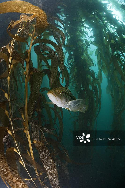 墨西哥圣贝尼托岛海带森林中的海带鲈鱼图片素材