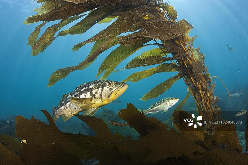 墨西哥圣贝尼托岛海带森林中的海带鲈鱼图片素材