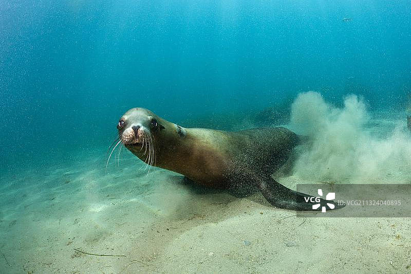 加州海狮（Zalophus californianus），圣贝尼托岛，墨西哥，中美洲图片素材