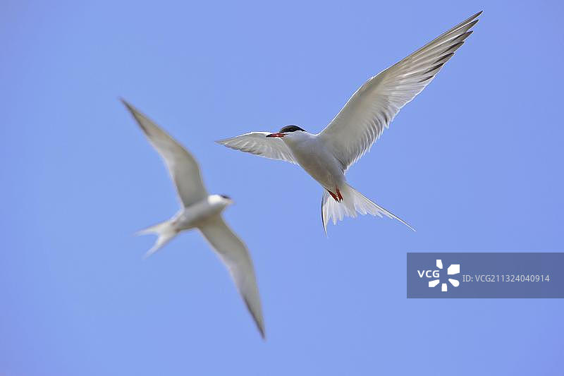 普通燕鸥（Sterna hirundo），合格图片素材