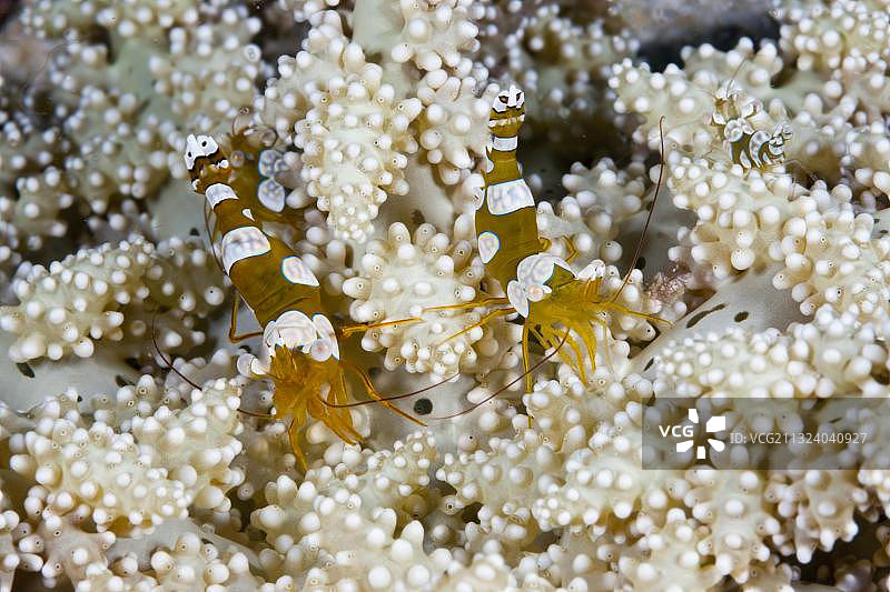 安汶海 Thor amboinensis 对虾图片素材