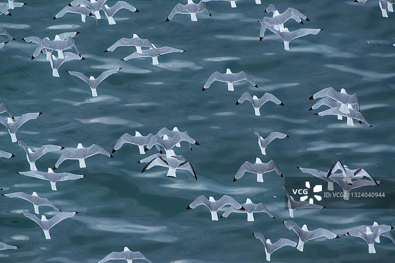 Kittiwake鸟（Rissa tridactyla），位于挪威芬马克郡巴伦支海瓦朗厄尔峡湾图片素材