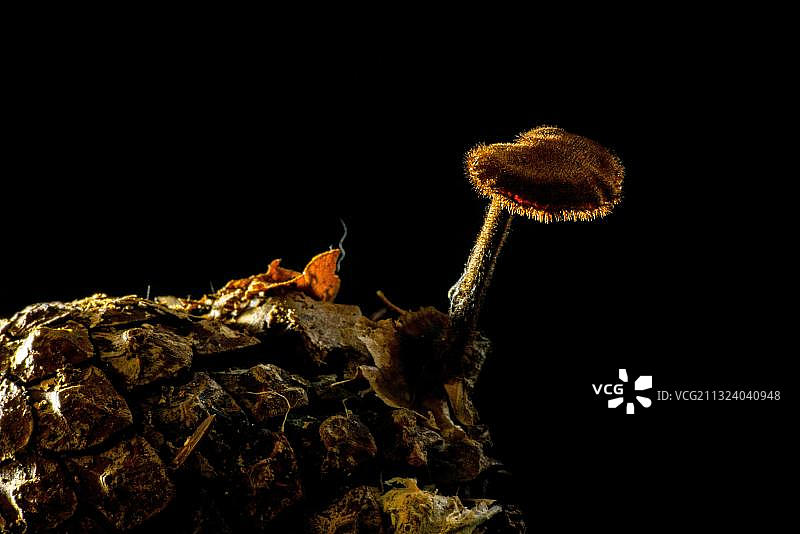 松果蘑菇，针叶树球果，德国梅克伦堡-前波莫瑞州图片素材