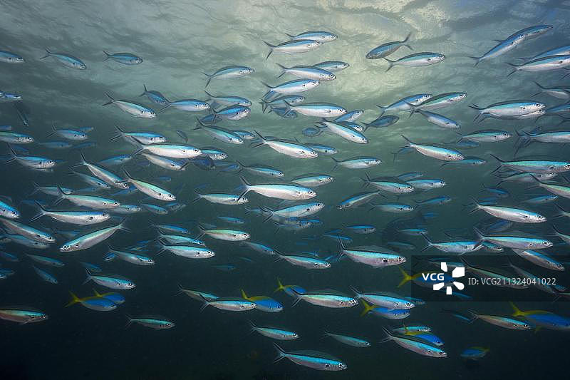 群游的霓虹鱼，丝尾鲷，特里同湾，西巴布亚，印度尼西亚，亚洲图片素材
