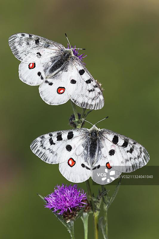 红 Apollo 蝴蝶，摩泽尔，莱茵兰-普法尔茨，德国图片素材