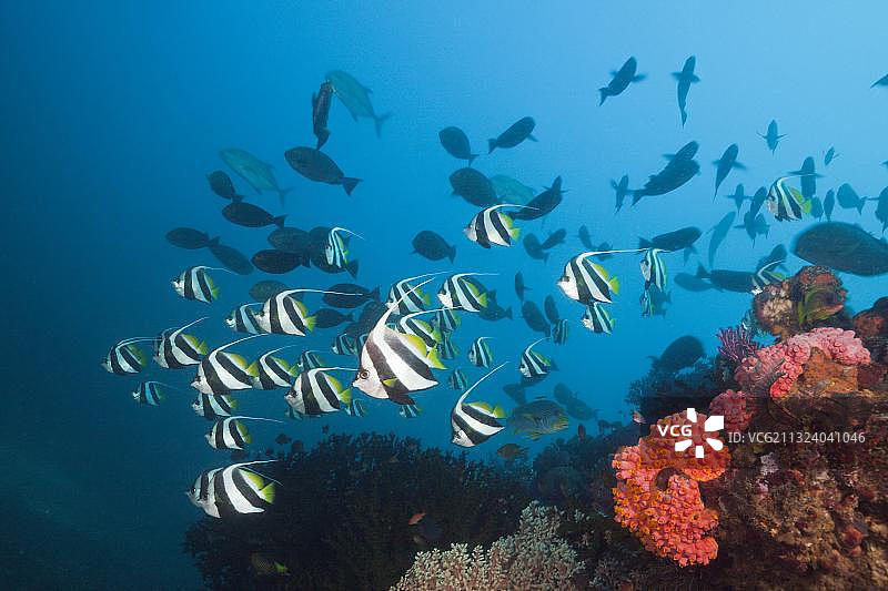 珊瑚礁上的普通丝蝴蝶鱼群，印度尼西亚西巴布亚图片素材