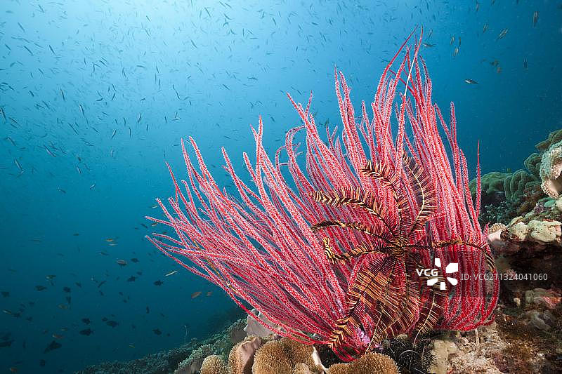 红色鞭珊瑚，特里同湾，西巴布亚，印度尼西亚，亚洲图片素材