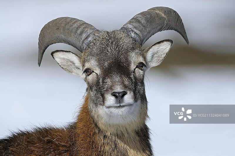 欧洲盘羊幼崽图片素材