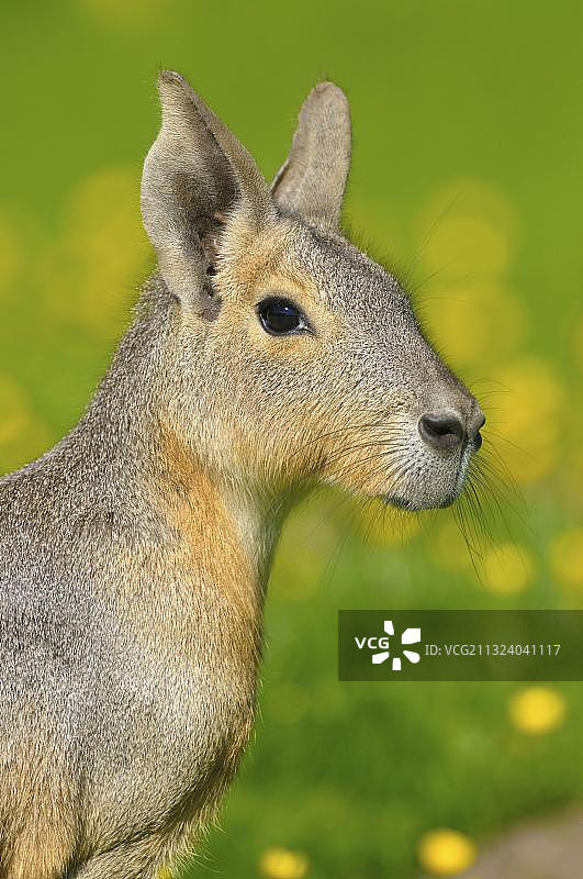 玛拉豚鼠图片素材