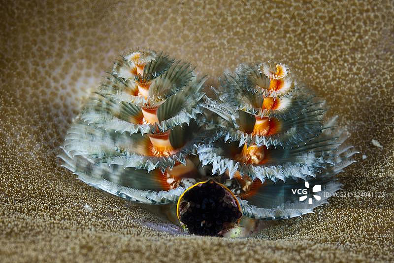 蓝色管虫（Spirobranchus giganteus），印度尼西亚马鲁古群岛凯岛，亚洲图片素材