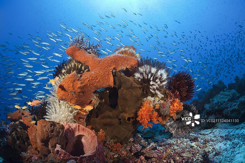 印度尼西亚马鲁古群岛凯岛礁石上的各种海绵图片素材