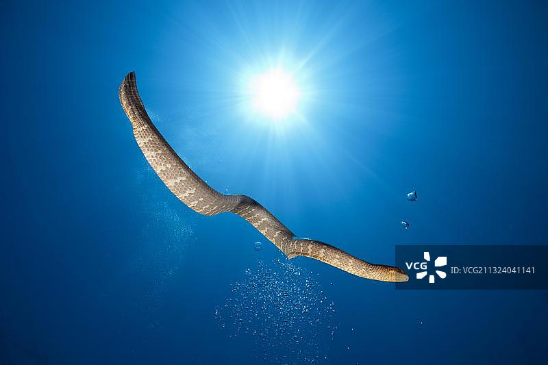 扁尾海蛇，印度尼西亚马鲁古群岛图片素材