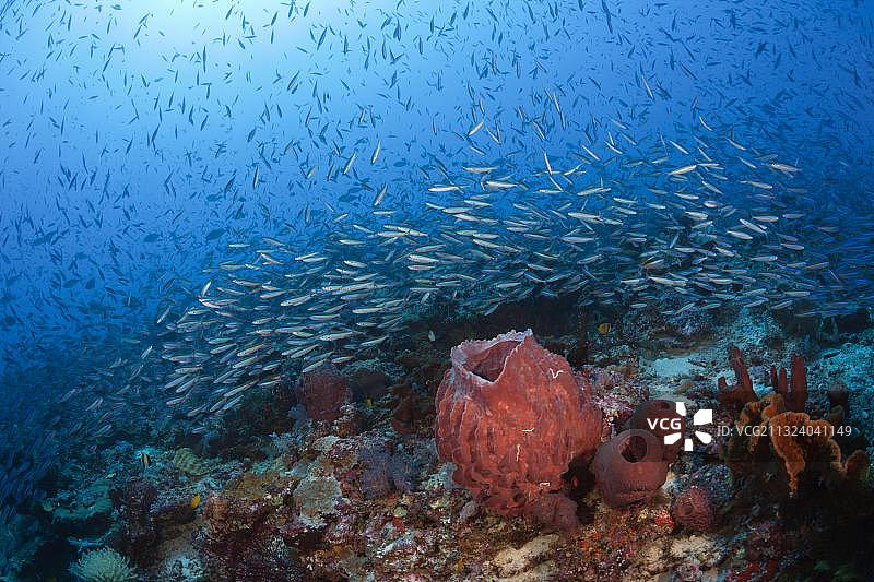 新箭梭鱼群，凯群岛，摩鹿加群岛，印度尼西亚，亚洲图片素材