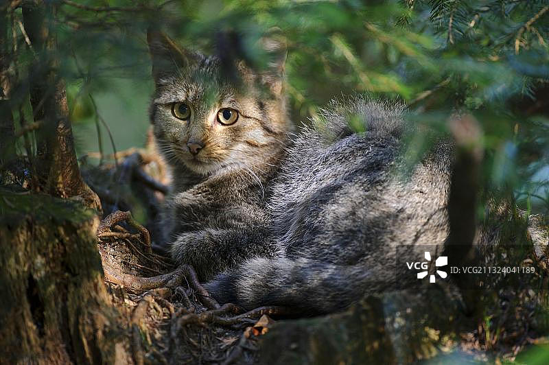 欧洲野猫（欧洲，隐藏中）图片素材