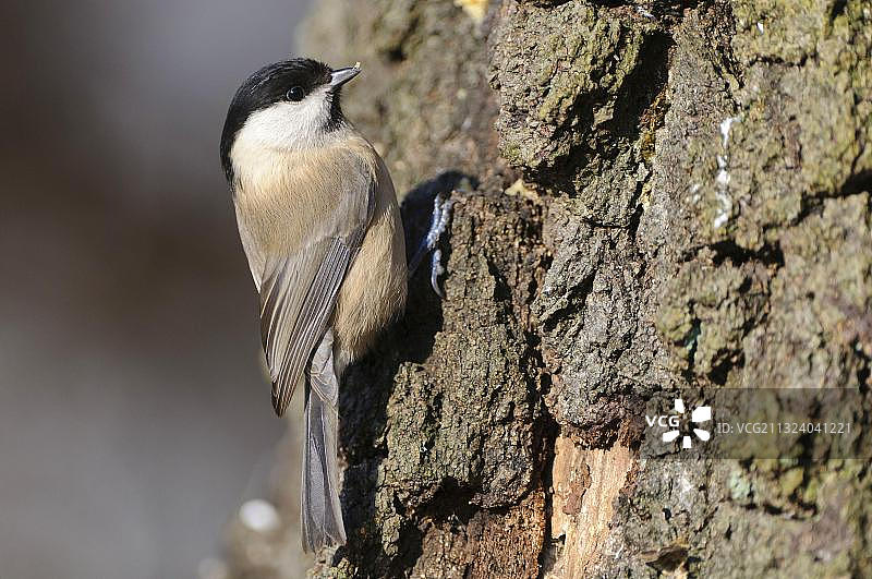 沼泽山雀，下萨克森州，德国，欧洲图片素材