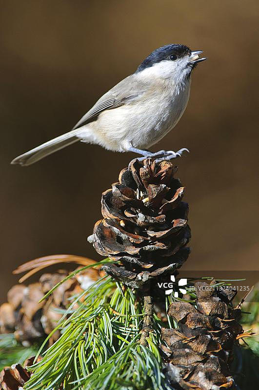 沼泽山雀，下萨克森州，德国，欧洲图片素材