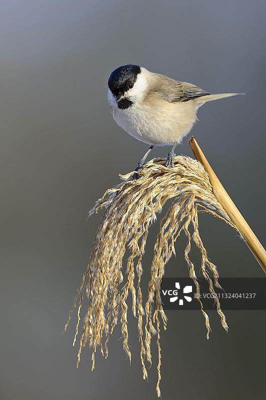 沼泽山雀，下萨克森州，德国，欧洲图片素材