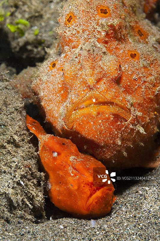 印度尼西亚马鲁古群岛安汶的橙色圆点躄鱼图片素材