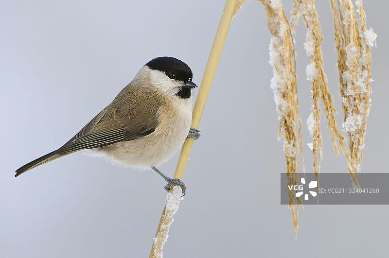 沼泽山雀，下萨克森州，德国，欧洲图片素材