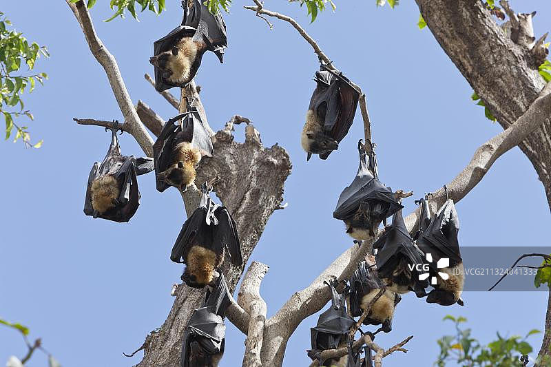 眼镜狐蝠，澳大利亚凯恩斯，大洋洲图片素材