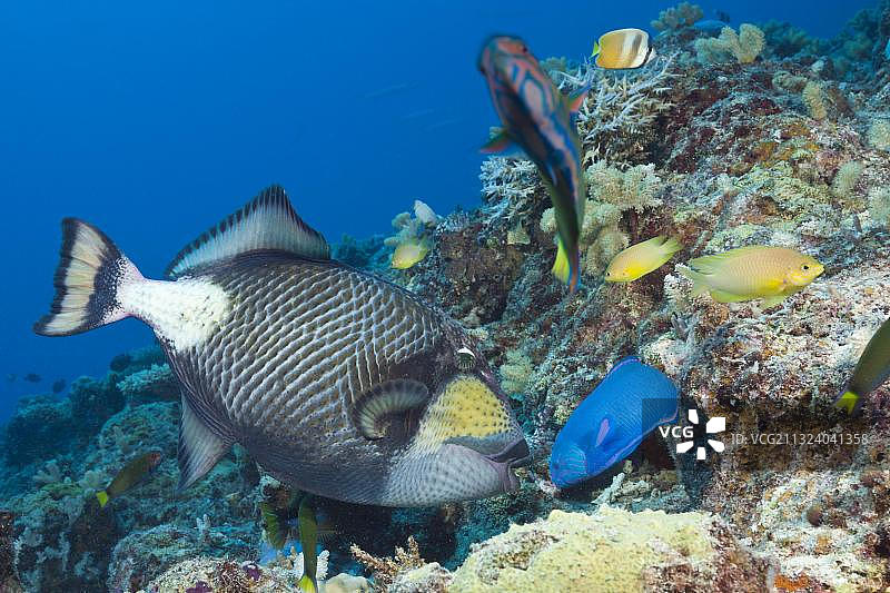 澳洲大堡礁的巨型扳机鱼图片素材