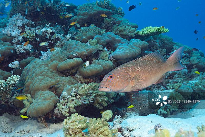 豹纹鳃棘鲈，澳大利亚大堡礁，大洋洲图片素材
