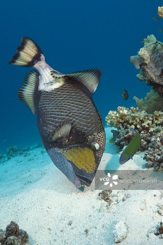 澳洲大堡礁的巨型扳机鱼图片素材