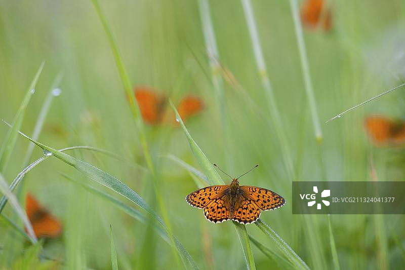 伊诺贝母贝（Brenthis ino），德国莱茵兰-普法尔茨图片素材