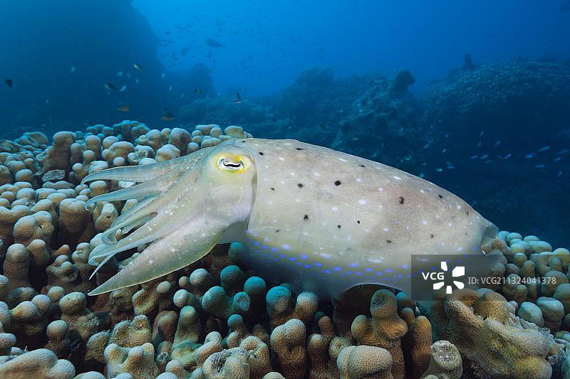 宽体乌贼，大堡礁，澳大利亚，大洋洲图片素材
