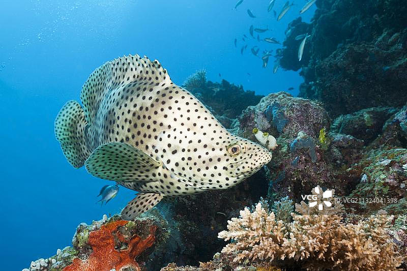 澳洲大堡礁的 Barramundi Cod(Cromileptes altivelis)图片素材