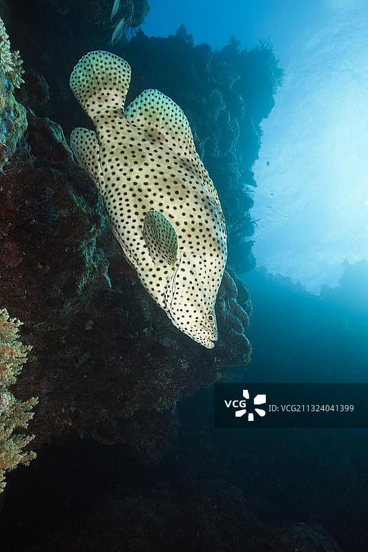 澳洲大堡礁的 Barramundi Cod(Cromileptes altivelis)图片素材