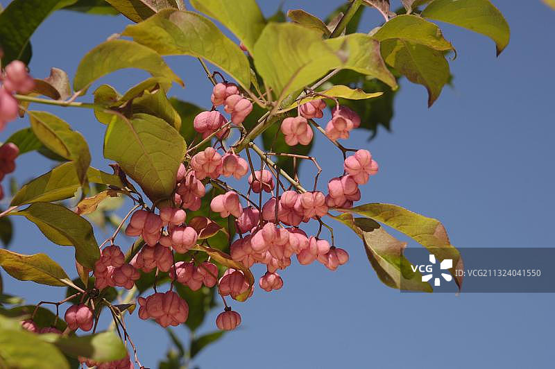 卫矛（欧洲卫矛）果实图片素材