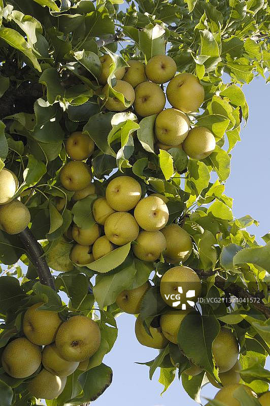 亚洲梨图片素材