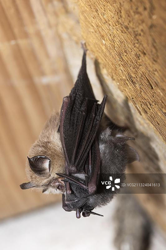 小蹄蝠，带着幼崽的雌性，中欧极度濒危物种，图林根，德国，欧洲图片素材