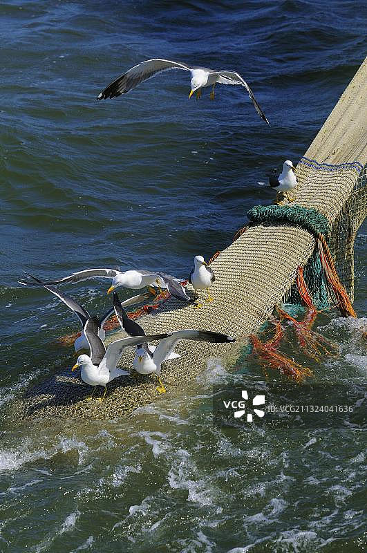 荷兰特塞尔岛捕蟹渔民和鲱鸥图片素材