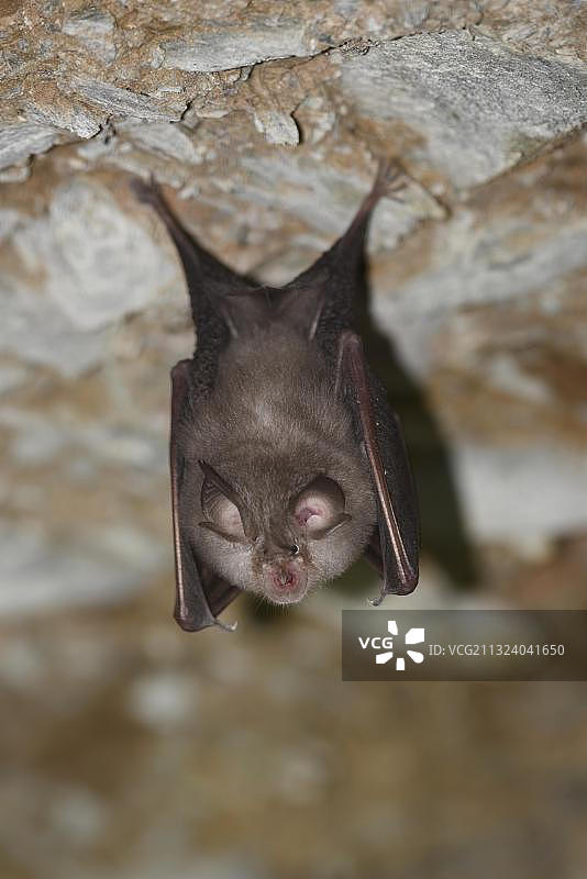 小蹄蝠在冬眠期间倒挂在洞穴天花板上，图林根，德国，欧洲图片素材